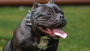 Controversial ban on XL Bully dogs to come into force this weekend
