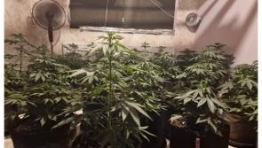 Garda&iacute; discover two grow houses and seize over &euro;105,000 worth of cannabis