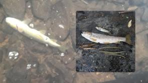 Uisce &Eacute;ireann convicted and fined over major fish kill following 'harmful' discharge