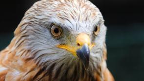 ALERT: Third case of bird flu detected in Ireland in just six weeks, department confirms