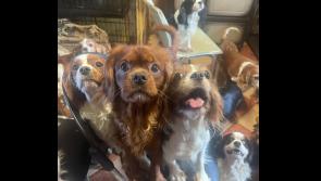 ISPCA removes animals from &lsquo;extremely stressful&rsquo; situation amid &lsquo;serious overpopulation&rsquo;