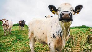 Cattle check-in at Shannon Airport to graze the land in novel project