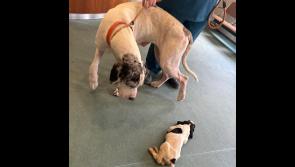 'Absolutely breaks my heart'- Mother dog and puppy in 'awful condition' amid plea for help