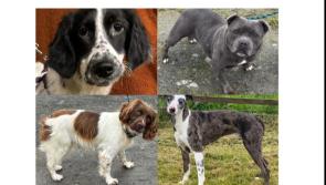 PICTURES: Animal Haven Ireland have these rescue dogs now available to adopt