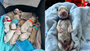 Irish dog rescue gives update on newborn puppies abandoned near road in Galway