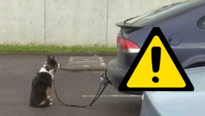'I've seen it all!'- People furious as NCT tester spots dog tied to tow bar of car