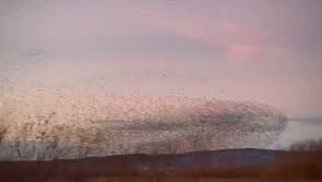 WATCH:  Spellbinding murmuration of starlings captured in Limerick