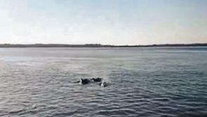 WATCH: Dolphins causing &lsquo;great excitement&rsquo;&nbsp;in West Limerick