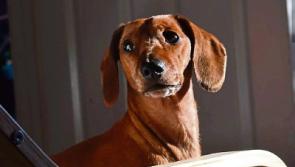 Limerick&rsquo;s Nose of Tralee Mulligan is hoping to sniff out a win in contest