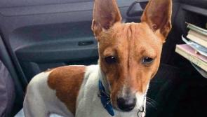Dog &lsquo;chasing a potato&rsquo;&nbsp;stolen by man in car on County Limerick road