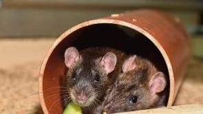 Limerick is &lsquo;fourth most rodent-infested county in Ireland&rsquo;