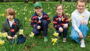 Limerick urged to show support on Daffodil Day