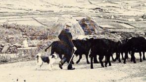 Then & Now: The way we farm is impacting wildlife