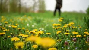 Limerick Tidy Towns groups invited to first 'in-person' seminar in three years 