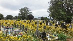 Bee friendly graveyard in Limerick not everyones cup of tea