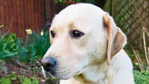 OPINION: All bark and no bite: Time to get tough on dog owners