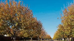 Green Fingers: Enjoy the last of the autumn colour