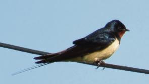 Wild About Wildlife: Swallows grace the last of summer - Albert Nolan
