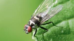 Buzz off: Trouble with flies? - Wild About Wildlife