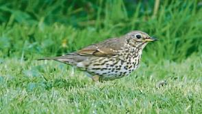 Wild About Wildlife: Song Thrush sings in winter