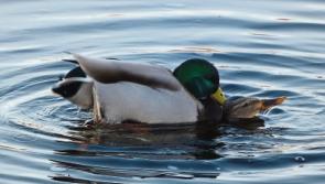 Wild About Wildlife: More urban explorations 