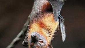All About Wildlife: Going batty for biodiversity week