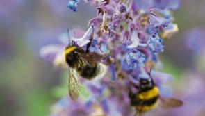 Wild About Wildlife: Celebrating nature at Monard NS