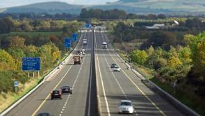 Wild About Wildlife: Living life in the fast lane