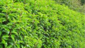 Gardening with Jo: Hedge your bets