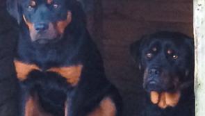 Reward offered for Peter Clohessy's missing dogs