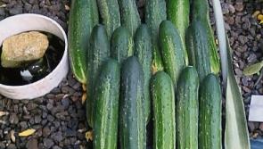 Why the silly season is a serious business...