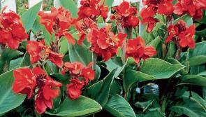 Autumn delights that are making a big comeback