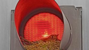 Bird's bright idea to nest in Limerick traffic light