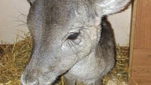 WATCH: Limerick family release real life Bambi back into the wild