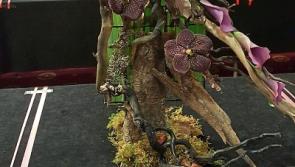 Two Limerick women looking for glory at&nbsp;Bloom&nbsp;