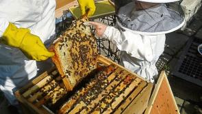 Garda&iacute; investigating recent theft of beehives and native Irish Black Bees