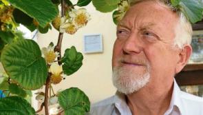 Limerick kiwi plant blossoms: will Lions trim&nbsp;them?