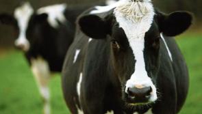 New &euro;10bn CAP strategic plan will undermine food production - IFA president