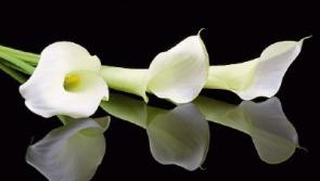 Deaths in Limerick - July 20, 2017