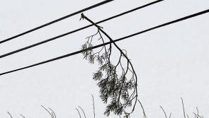 Status yellow warning for wind in Limerick remains in effect