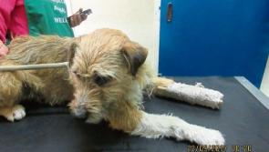 Limerick vet&nbsp;bids to save stray dog's leg