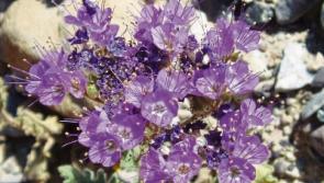 Deaths in Limerick - October 5, 2017