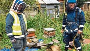 Ophelia: ESB staff brave bee stings to restore power in Limerick