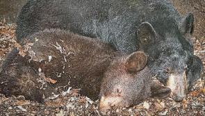 I'd rather be hibernating for the winter