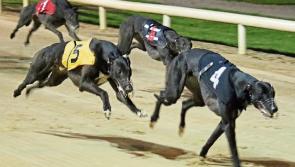 Talking Dogs TV  to feature Saturday's Con and Anne Kirby heats from Limerick