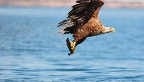 Limerick flock owners warned after bird flu found in Tipperary