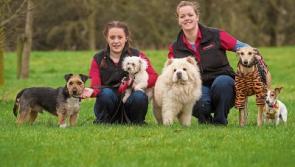 Does your dog need an operation 'transpawmation'? Petmania Limerick has the answer