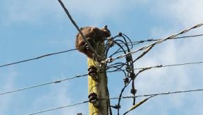 Scaredy cat! Frightened feline stranded on top of 30ft pole in Limerick