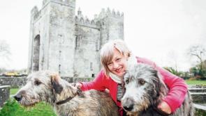 Irish Wolfhounds of Bunratty named after public asked to suggest monikers