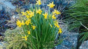 Daffodils spring to life